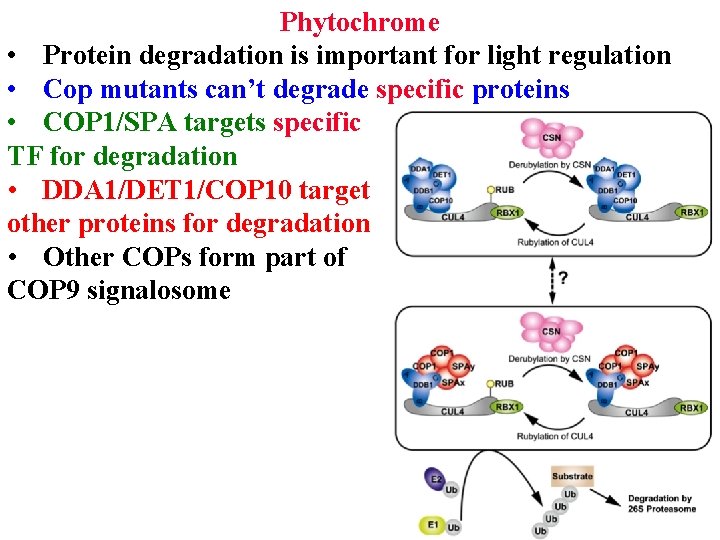 Phytochrome • Protein degradation is important for light regulation • Cop mutants can’t degrade