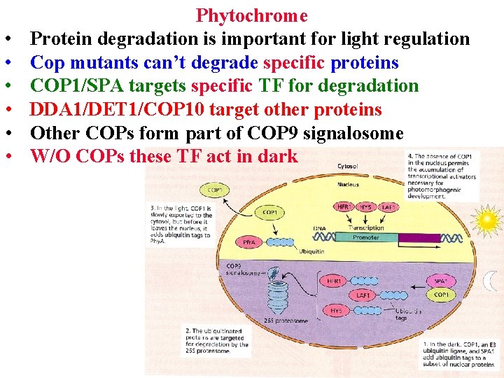  • • • Phytochrome Protein degradation is important for light regulation Cop mutants