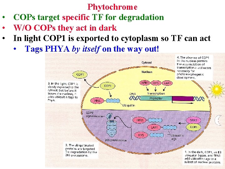 Phytochrome • COPs target specific TF for degradation • W/O COPs they act in