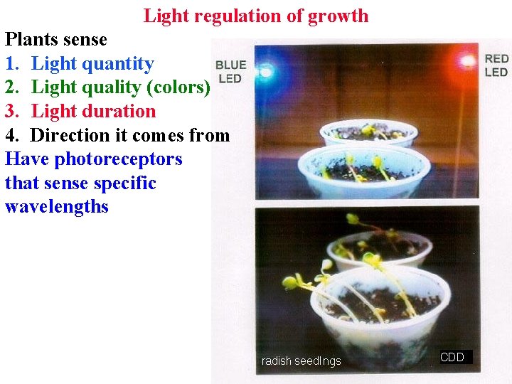 Light regulation of growth Plants sense 1. Light quantity 2. Light quality (colors) 3.