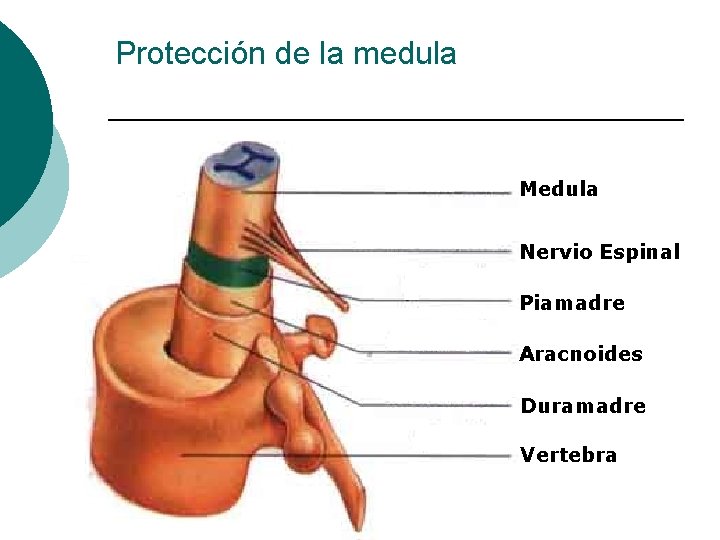 Protección de la medula Medula Nervio Espinal Piamadre Aracnoides Duramadre Vertebra 