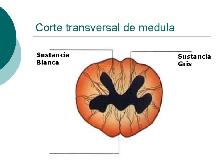 Corte transversal de medula Sustancia Blanca Sustancia Gris 