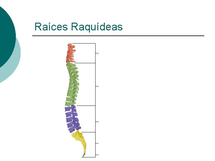 Raíces Raquídeas 