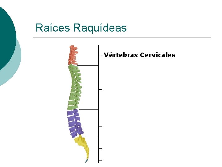 Raíces Raquídeas Vértebras Cervicales 