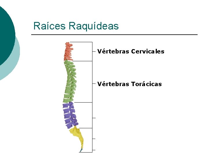 Raíces Raquídeas Vértebras Cervicales Vértebras Torácicas 