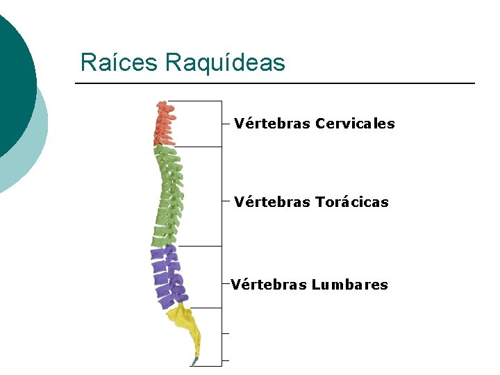 Raíces Raquídeas Vértebras Cervicales Vértebras Torácicas Vértebras Lumbares 