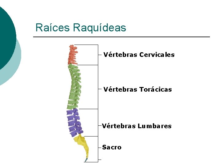 Raíces Raquídeas Vértebras Cervicales Vértebras Torácicas Vértebras Lumbares Sacro 
