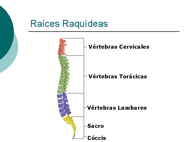 Raíces Raquídeas Vértebras Cervicales Vértebras Torácicas Vértebras Lumbares Sacro Cóccis 