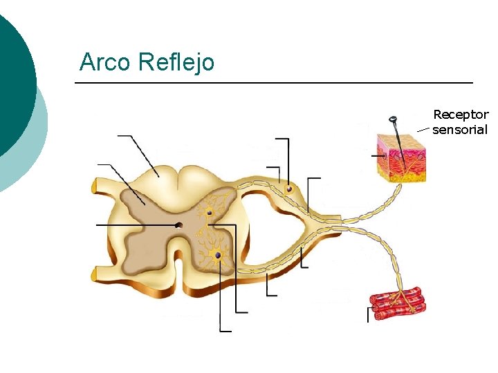 Arco Reflejo Receptor sensorial 