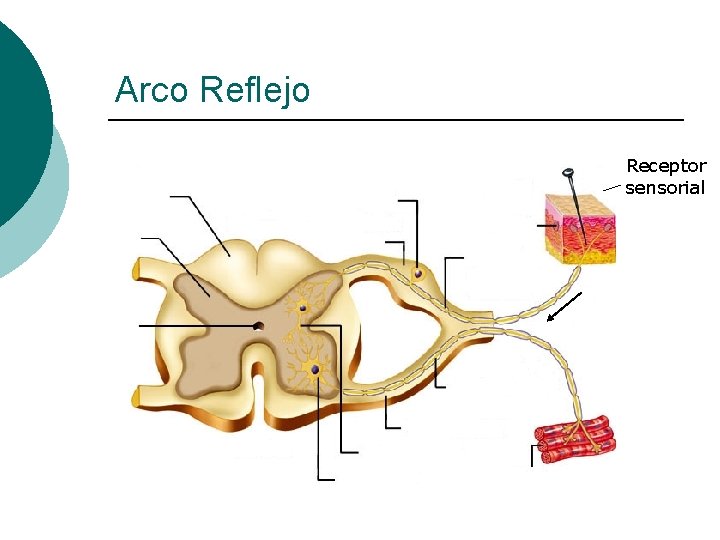 Arco Reflejo Receptor sensorial 