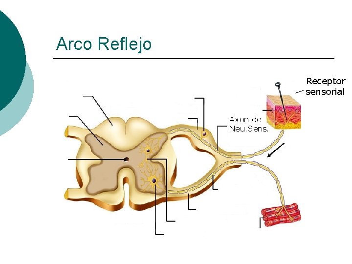 Arco Reflejo Receptor sensorial Axon de Neu. Sens. 