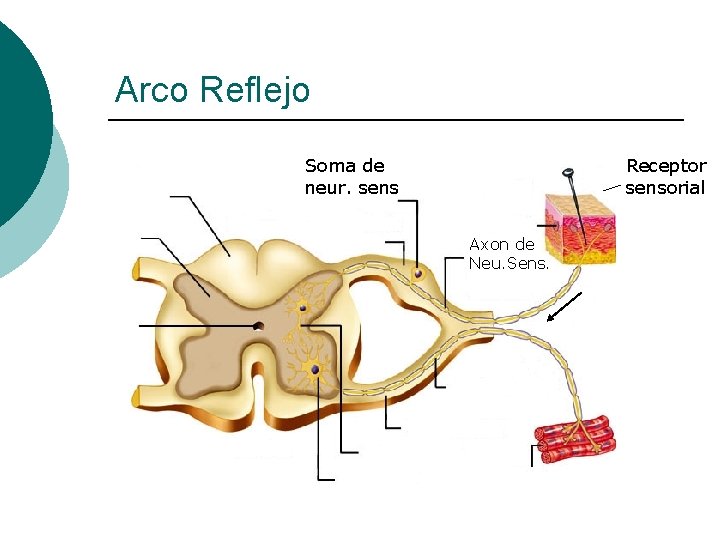 Arco Reflejo Soma de neur. sens Receptor sensorial Axon de Neu. Sens. 