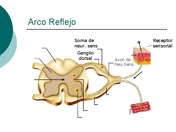 Arco Reflejo Soma de neur. sens Ganglio dorsal Receptor sensorial Axon de Neu. Sens.