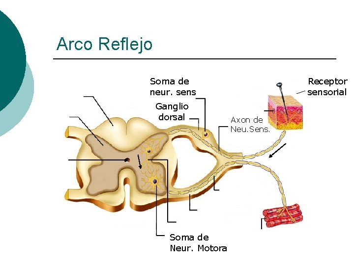 Arco Reflejo Soma de neur. sens Ganglio dorsal Soma de Neur. Motora Receptor sensorial