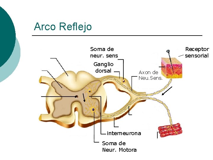 Arco Reflejo Soma de neur. sens Ganglio dorsal Receptor sensorial Axon de Neu. Sens.