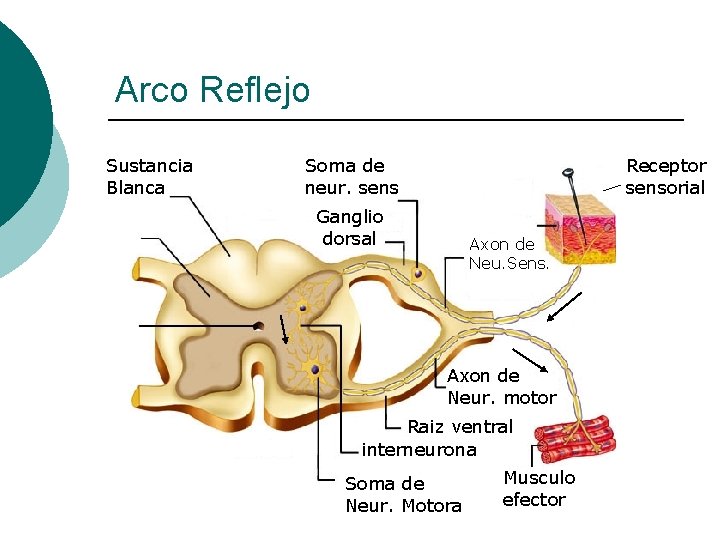 Arco Reflejo Sustancia Blanca Soma de neur. sens Receptor sensorial Ganglio dorsal Axon de