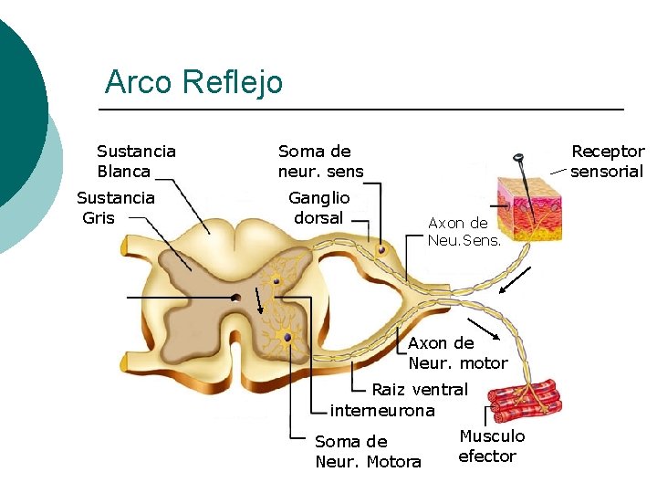 Arco Reflejo Sustancia Blanca Sustancia Gris Soma de neur. sens Receptor sensorial Ganglio dorsal