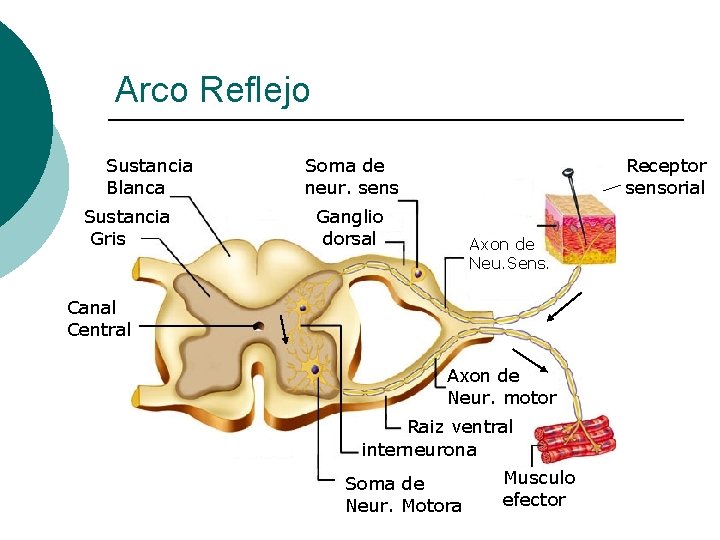 Arco Reflejo Sustancia Blanca Sustancia Gris Soma de neur. sens Receptor sensorial Ganglio dorsal