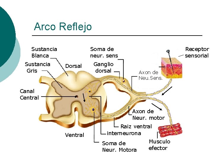 Arco Reflejo Sustancia Blanca Sustancia Gris Soma de neur. sens Dorsal Receptor sensorial Ganglio