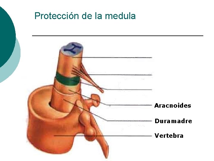 Protección de la medula Aracnoides Duramadre Vertebra 