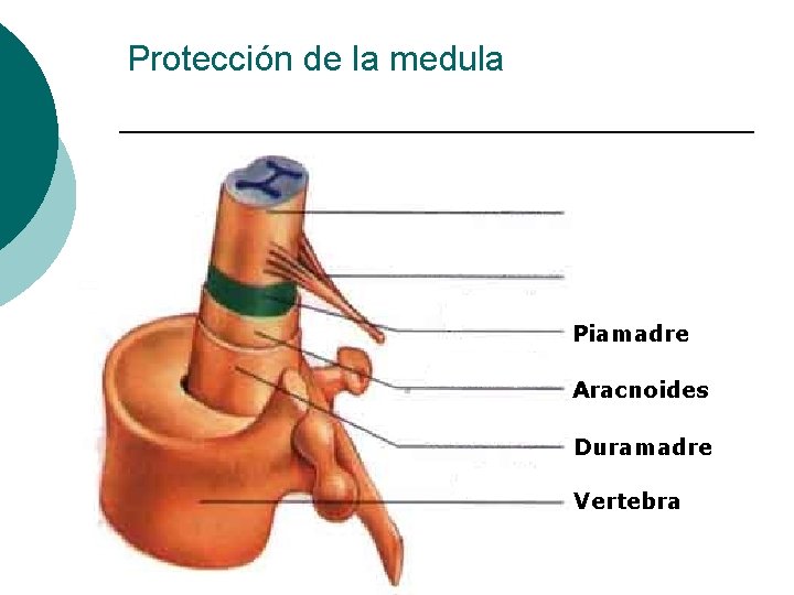 Protección de la medula Piamadre Aracnoides Duramadre Vertebra 