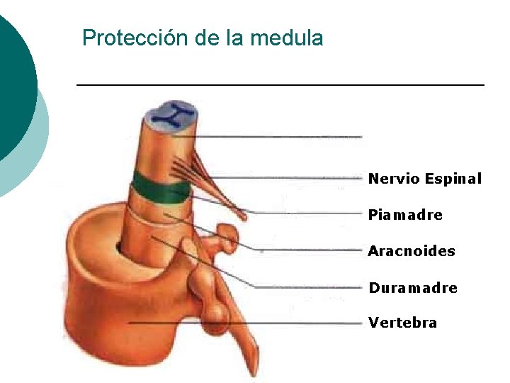 Protección de la medula Nervio Espinal Piamadre Aracnoides Duramadre Vertebra 