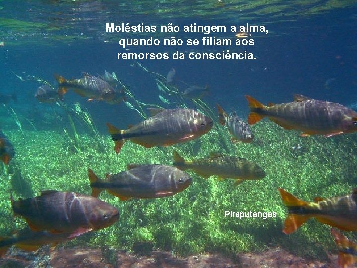 Moléstias não atingem a alma, quando não se filiam aos remorsos da consciência. Piraputangas