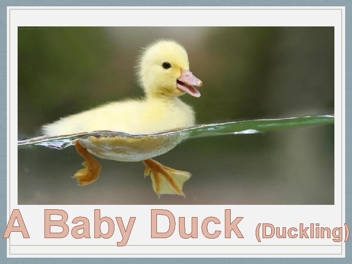 A Baby Duck (Duckling) 