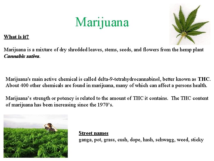 Marijuana What is it? Marijuana is a mixture of dry shredded leaves, stems, seeds,