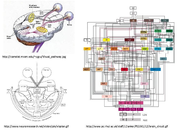 http: //camelot. mssm. edu/~ygyu/Visual_pathway. jpg http: //www. neuronresearch. net/vision/pix/visplan. gif http: //www. pc. rhul.