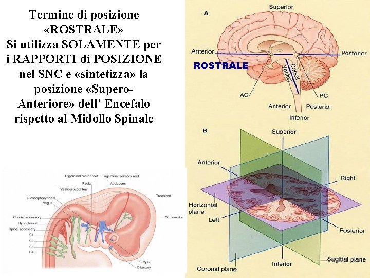 Termine di posizione «ROSTRALE» Si utilizza SOLAMENTE per i RAPPORTI di POSIZIONE nel SNC