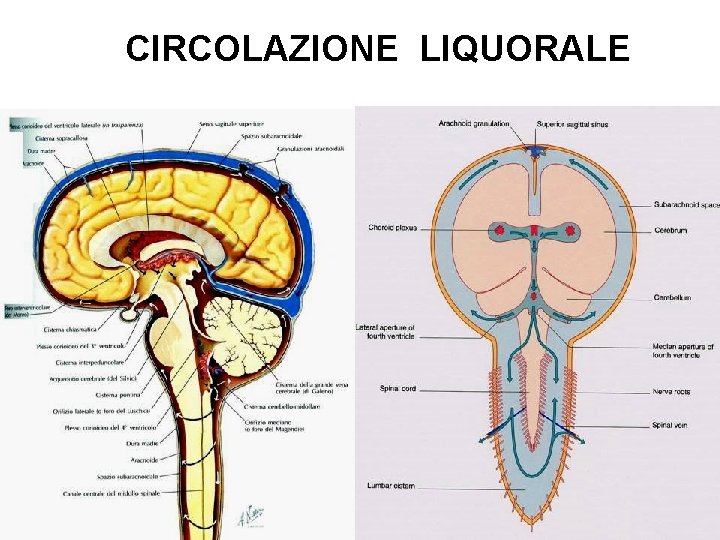 CIRCOLAZIONE LIQUORALE 