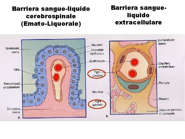 Barriera sangue-liquido cerebrospinale (Emato-Liquorale) Barriera sangueliquido extracellulare 