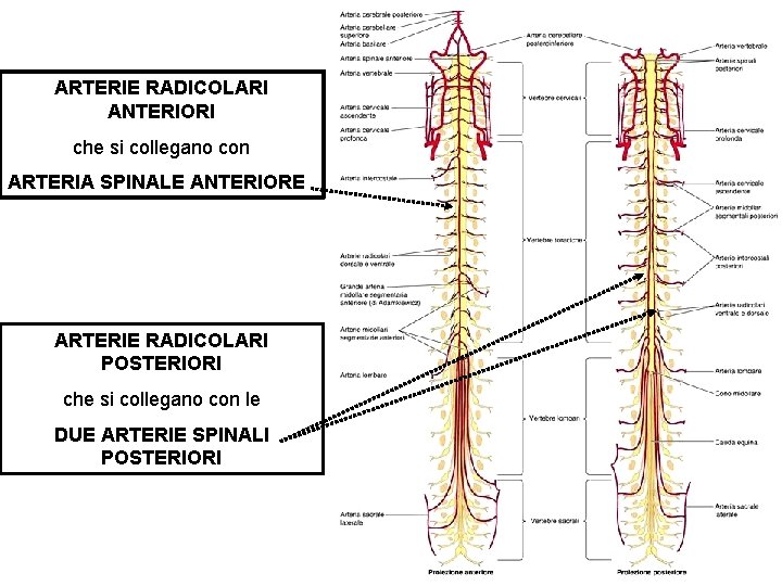 ARTERIE RADICOLARI ANTERIORI che si collegano con ARTERIA SPINALE ANTERIORE ARTERIE RADICOLARI POSTERIORI che