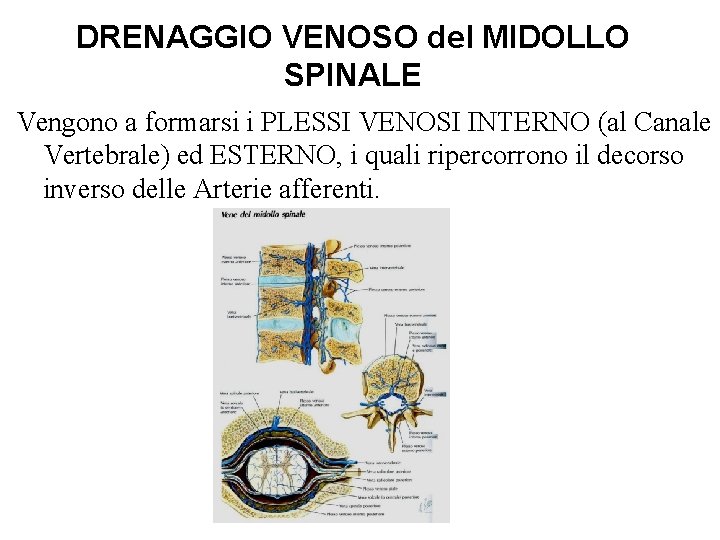 DRENAGGIO VENOSO del MIDOLLO SPINALE Vengono a formarsi i PLESSI VENOSI INTERNO (al Canale