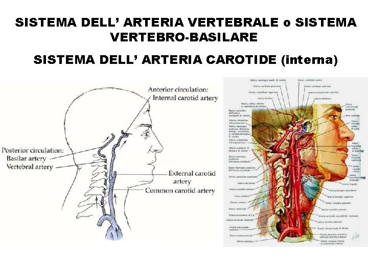 -SISTEMA DELL’ ARTERIA VERTEBRALE o SISTEMA VERTEBRO-BASILARE -SISTEMA DELL’ ARTERIA CAROTIDE (interna) 