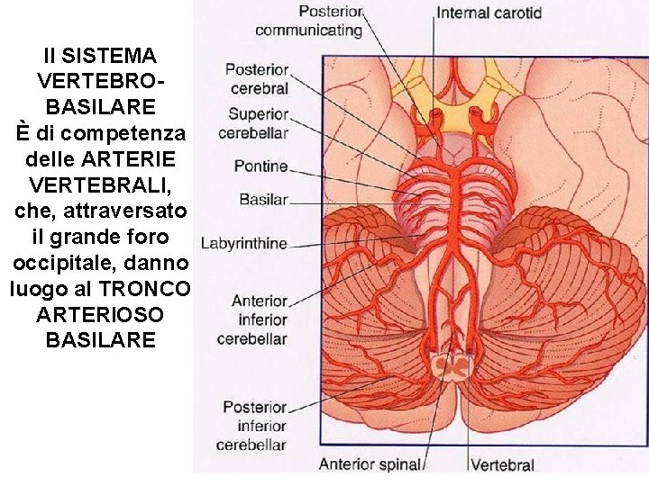 Il SISTEMA VERTEBROBASILARE È di competenza ARTERIE DEL delle ARTERIE VERTEBRALI, TRONCO che, attraversato