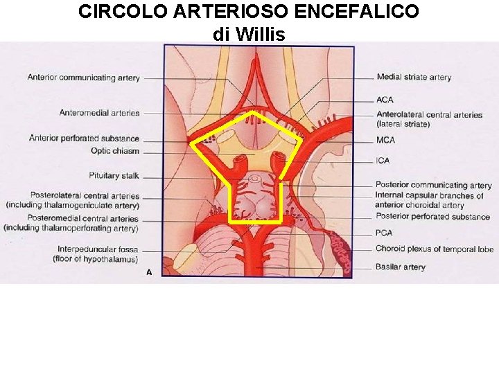 CIRCOLO ARTERIOSO ENCEFALICO di Willis -ACA: Arteria Cerebrale Anteriore - ICA: Arteria Carotide Interna