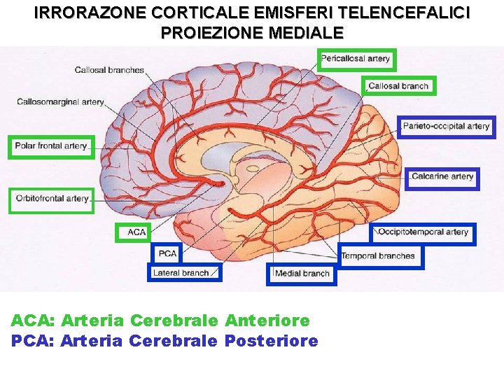 IRRORAZONE CORTICALE EMISFERI TELENCEFALICI PROIEZIONE MEDIALE -ACA: Arteria Cerebrale Anteriore -PCA: Arteria Cerebrale Posteriore