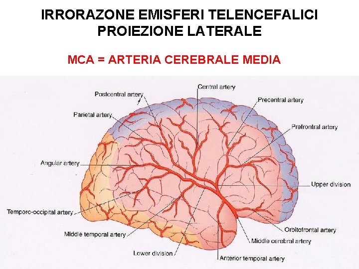 IRRORAZONE EMISFERI TELENCEFALICI PROIEZIONE LATERALE MCA = ARTERIA CEREBRALE MEDIA 