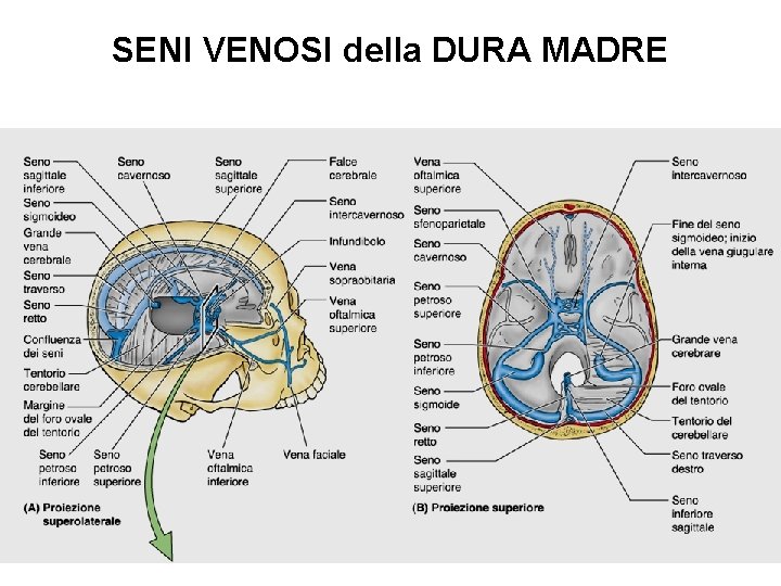 SENI VENOSI della DURA MADRE 