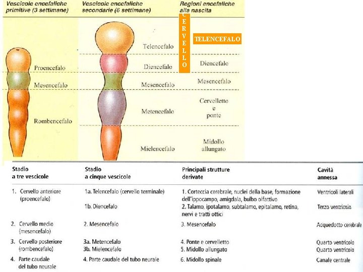 C E R V E L L O TELENCEFALO VESCICOLE ENCEFALICHE E LORO DERIVAZIONI