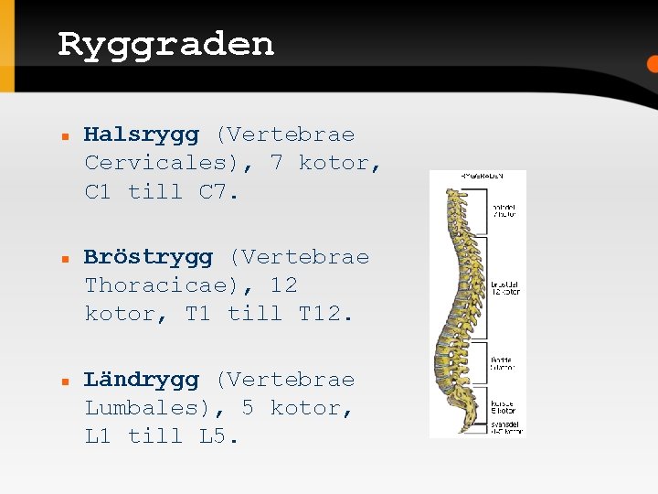 Ryggraden Halsrygg (Vertebrae Cervicales), 7 kotor, C 1 till C 7. Bröstrygg (Vertebrae Thoracicae),