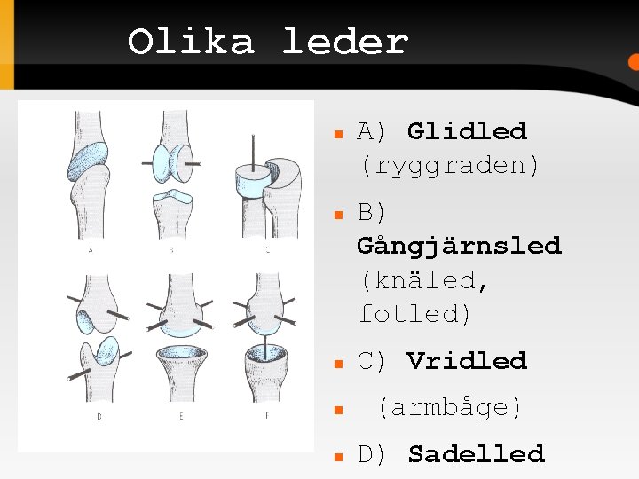 Olika leder A) Glidled (ryggraden) B) Gångjärnsled (knäled, fotled) C) Vridled (armbåge) D) Sadelled