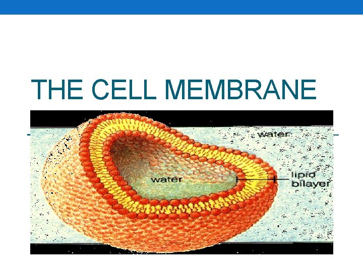 THE CELL MEMBRANE 
