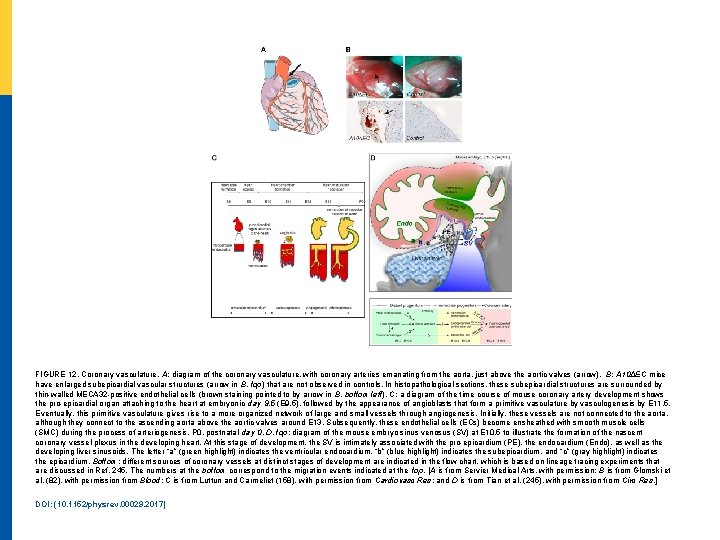 FIGURE 12 Coronary vasculature A diagram of the