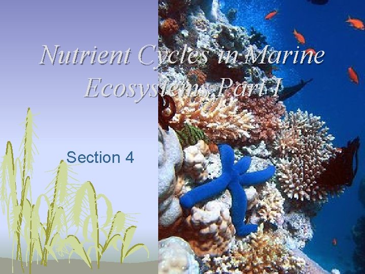 Nutrient Cycles in Marine Ecosystems Part I Section 4 