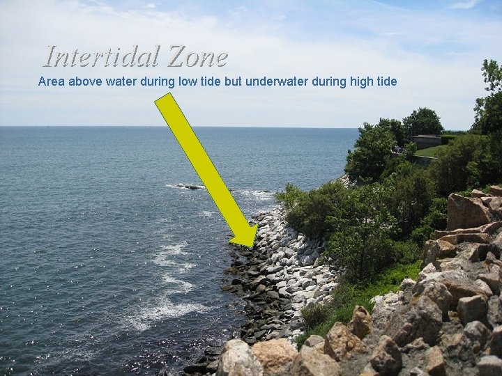 Intertidal Zone Area above water during low tide but underwater during high tide 