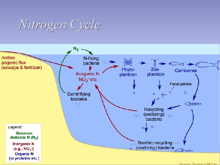 Nitrogen Cycle 