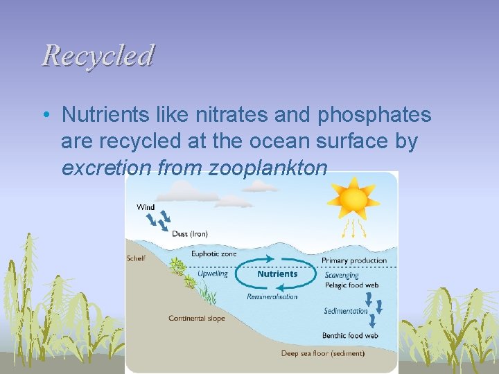 Recycled • Nutrients like nitrates and phosphates are recycled at the ocean surface by